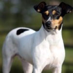 El curioso Ratonero Bodeguero Andaluz