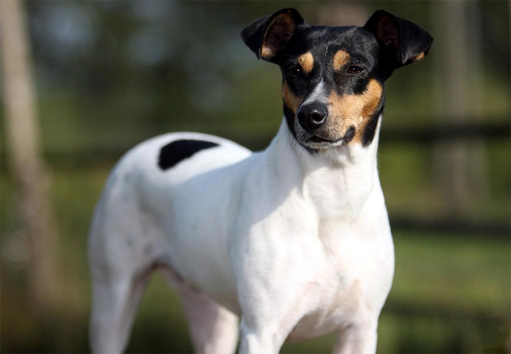 El curioso Ratonero Bodeguero Andaluz