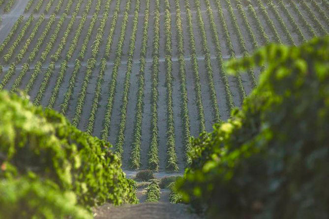 Jerez, hacia una viticultura consciente